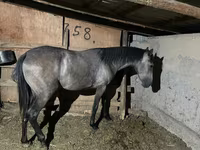 Mare, Thoroughbred horse — photo 2