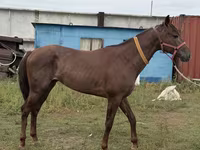 Horse (M), Arabian horse — photo 5