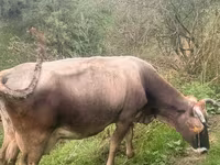 Cow, Cattle — photo 4