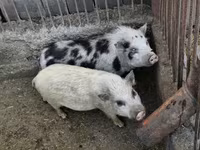 公猪 — 照片 2