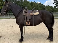 Yegua, Percheron — foto 4