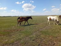 Stute, Kinsky horse — Foto 1