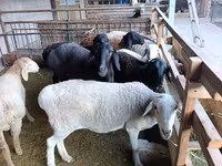 Қой, Rhon sheep — 5-сурет