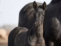 Айғыр, Trakehner — 3-сурет