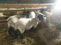 Ոչխար, Baerchuke sheep — լուսանկար 1
