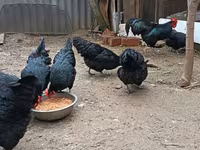 Australorp — photo 5