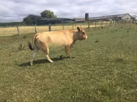 母牛, Partenaise cattle — 照片 3