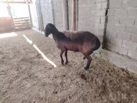 Ոչխարներ (խումբ, սեռը նշված չէ), Blackheaded Persian sheep — լուսանկար 2