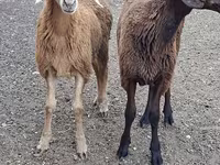 Ziegenbock, Ziegen — Foto 1