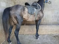 公马, Arabian horse — 照片 4