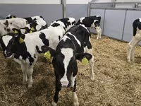 Ցուլ, Russian Black pied cattle — լուսանկար 4