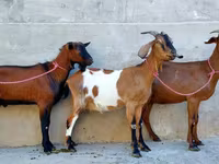 Ешкі, Nubian Goat — 3-сурет
