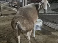 Ovelha, Afghan Arabi sheep — foto 1