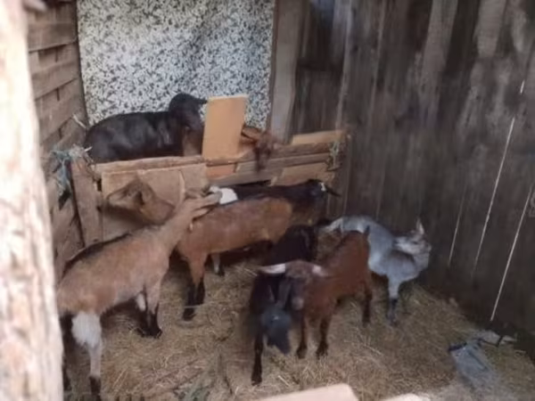 公山羊, Goats
