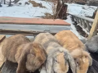 Ոչխար, Ոչխարներ — լուսանկար 4
