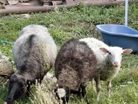 Ոչխար, Romanov sheep — լուսանկար 3
