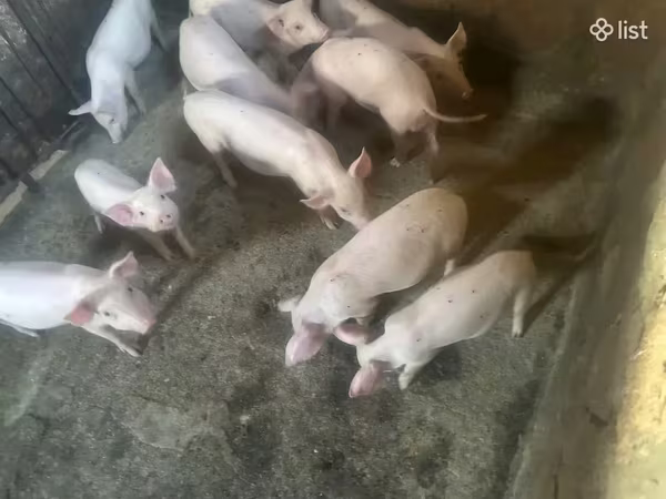 Säue, Ландрас
