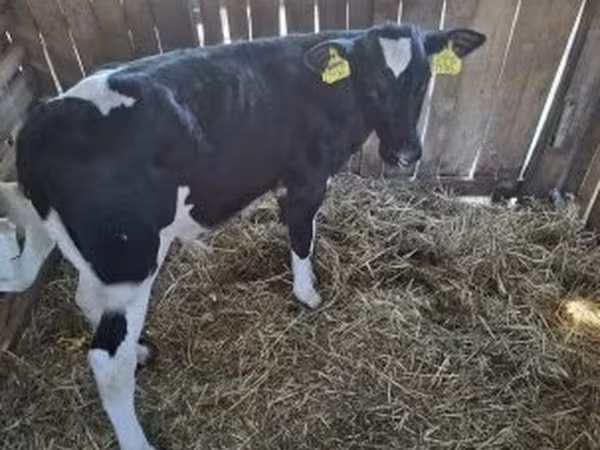 Ցուլ, Russian Black pied cattle