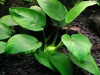 Anubias nana 1000 — լուսանկար 1