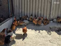 Chickens — Foto 2