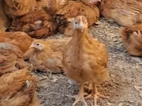 Chickens — լուսանկար 7