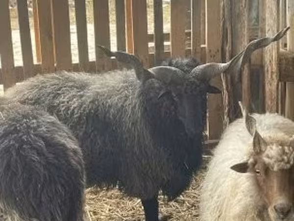 Խոյ, Racka sheep
