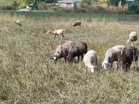 Sheep, Romanov sheep — photo 4