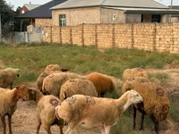 Schaf, Apsheron sheep — Foto 7