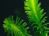 Էլոդեա Դենսա (Elodea densa) – 3 ճյուղ կենդանի ակվարիումային բույս — foto 2