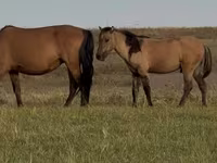 Cavalo, Bashkir horse — foto 6