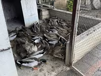 मुलार्ड — फ़ोटो 2
