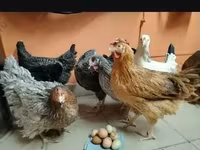 Հիսեքս — լուսանկար 8