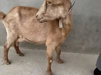 母山羊, Alpine goat — 照片 4