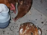 Chickens — الصورة 1