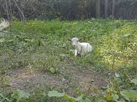 Էգ այծ, Orenburg goat — լուսանկար 1