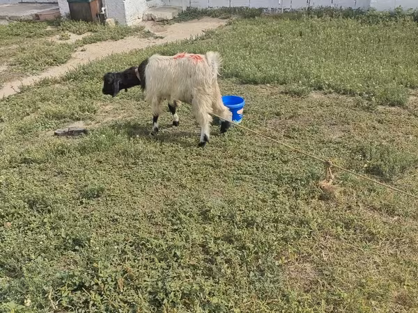 Bode, Cabras