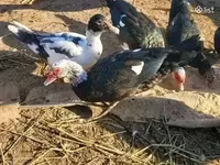 Ducks — 照片 2