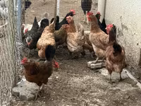 Chickens — լուսանկար 1