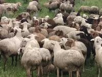 Schaf, Schafe — Foto 6