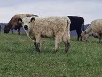 Kuh, Galloway-Rind — Foto 7
