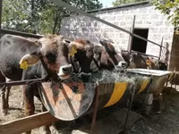 Bull, Cattle — photo 6