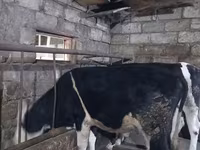Bull, Russian Black pied cattle — photo 8