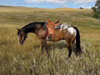 Ձի, Horses of Sable Island — լուսանկար 3