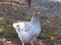 Brahma — Foto 4