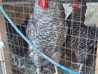 Chickens — الصورة 2