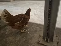 Chickens — լուսանկար 1