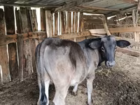 सांड, Swiss cattle — फ़ोटो 2