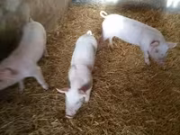 Sow, Pigs — photo 6