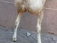 Խոյ, Arashan sheep — լուսանկար 3