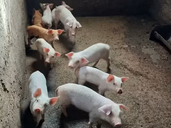 Sow, Pigs